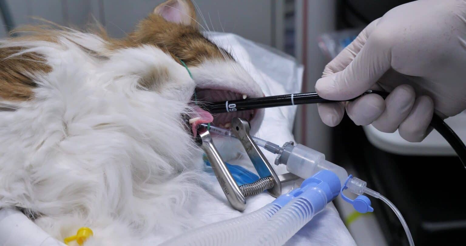 Endoscopy Endoscopy