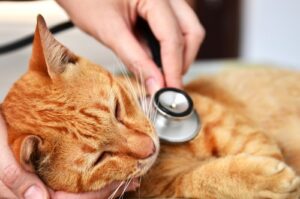 Wellness Exams