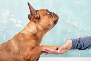 dog-training-obedience