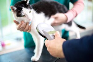 Microchipping