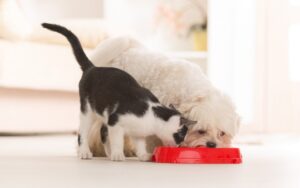pet-nutrition