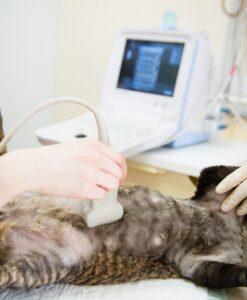 Ultrasound